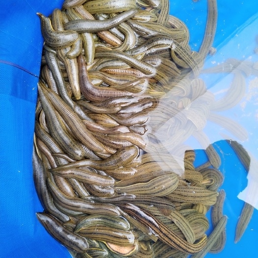 郸城县大种蛭 蚂蝗