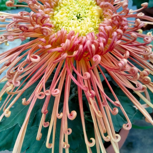 海宁市盆栽独本菊花
