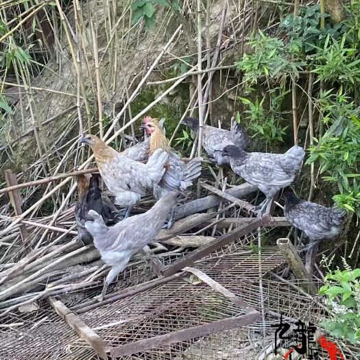 广州特色品种瓦灰绿壳蛋鸡