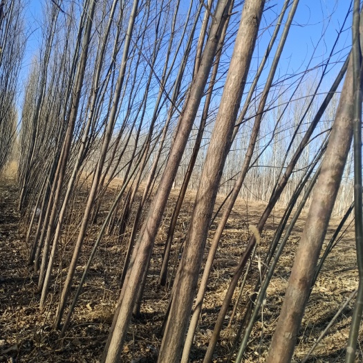 奈曼旗柳树苗