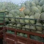 乐东县哈密瓜