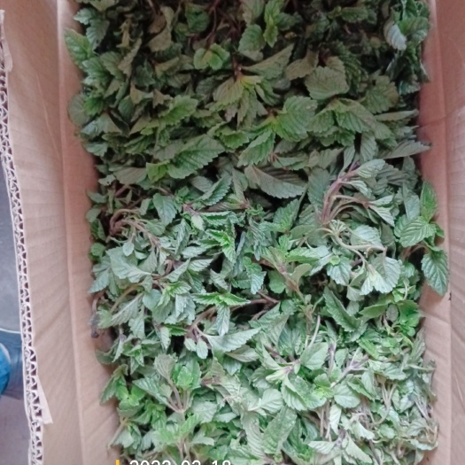 凉粉草