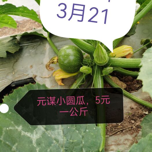 元谋县小瓜2023年3月21