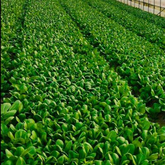 曹县油菜