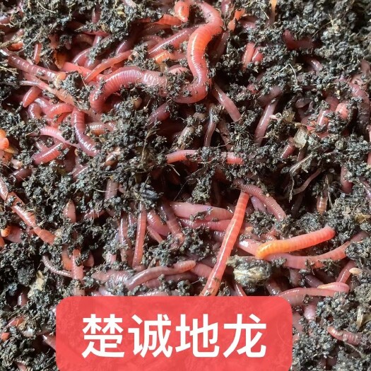 宜城市太平二号纯牛粪蚯蚓，基地直发