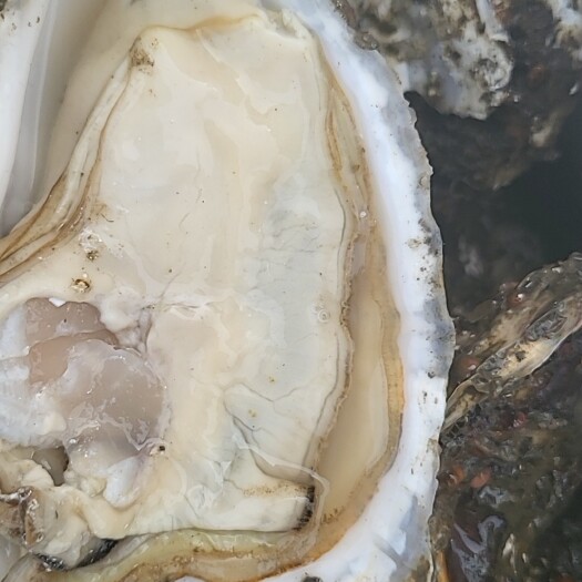 大连生蚝