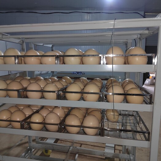 元氏县养殖场直供鸵鸟蛋，2-3.5斤不等，规格齐全，现货，无需预订