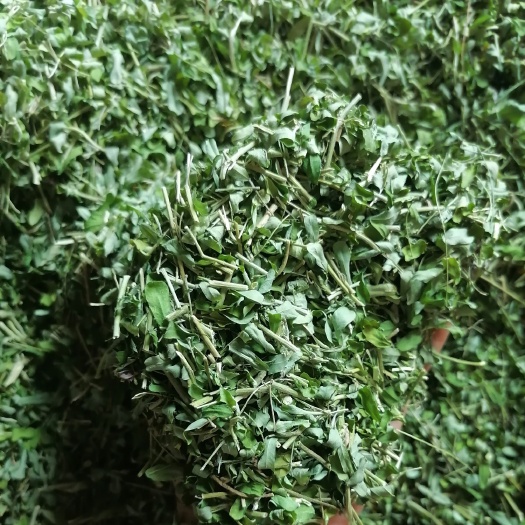 玉林新鲜鸡骨草  产地直销大量供应