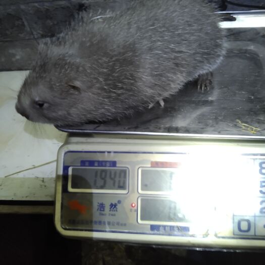 吉水县仓鼠