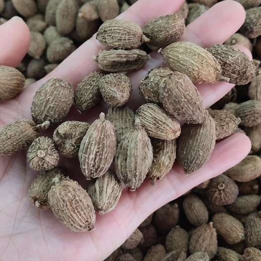 砂仁 西砂仁毛砂仁春沙仁广砂仁新货中药材卤肉火锅香料调料包