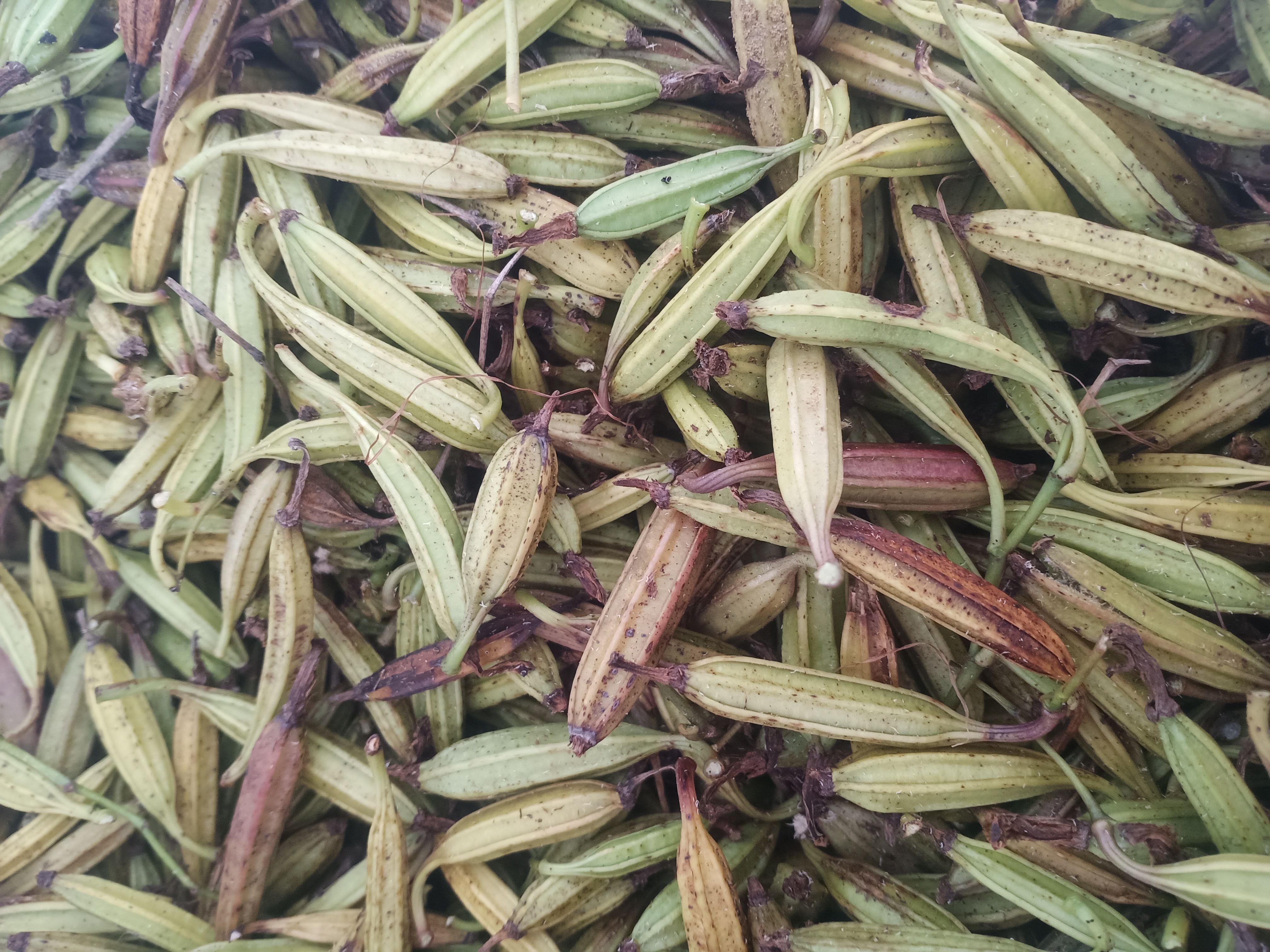 白芨种子 纯紫花宽叶大白芨 果夹