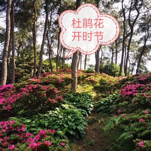 重庆市重庆南山上，杜鹃茶花海棠含笑罗汉松桂花各种规格尺寸全部处理！