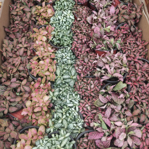 网纹草