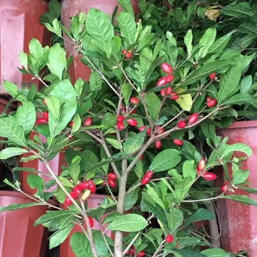 灵山县神秘果苗能改变味觉的“神秘果”，好看又好玩，庭院盆栽皆宜种