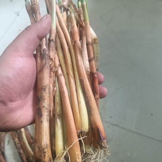 米脂县陕北榆林红葱苗