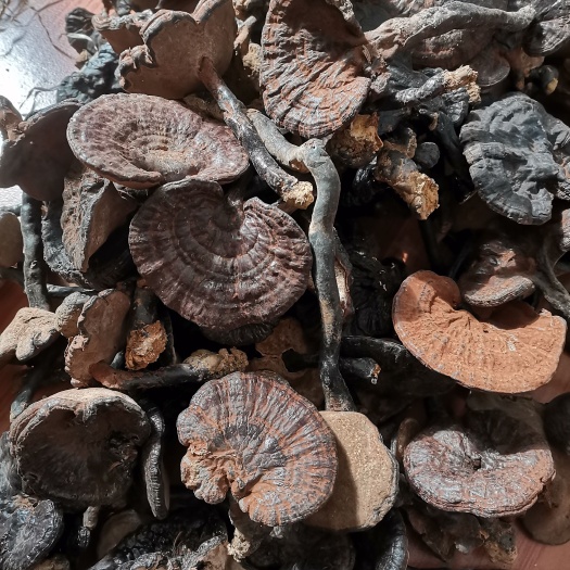深山天然枫树成熟双边厚朵黑灵芝   4～8公分