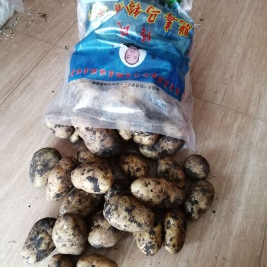 海城市费乌瑞它种子