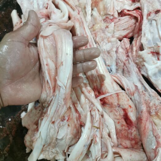 潮州牛筋 本地新鲜牛脚筋，无泡水