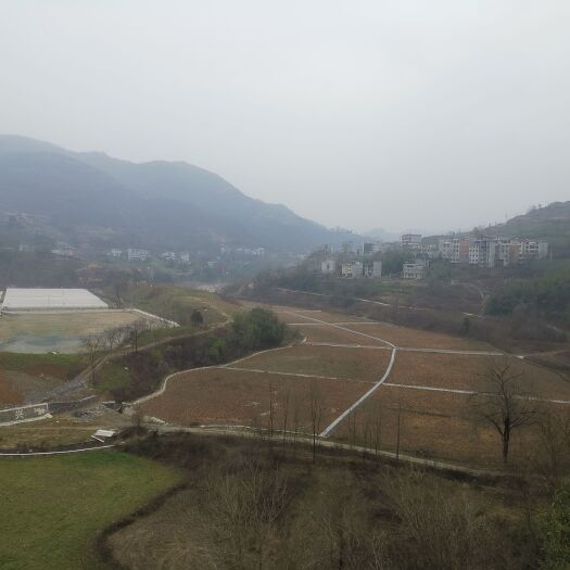 旬阳市山地种植合作