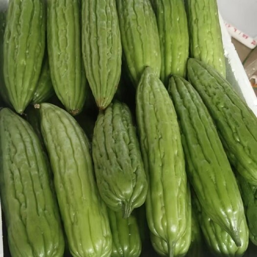 徐闻县今日靓货黄瓜