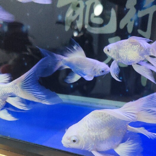 南宁蝴蝶鲤短身