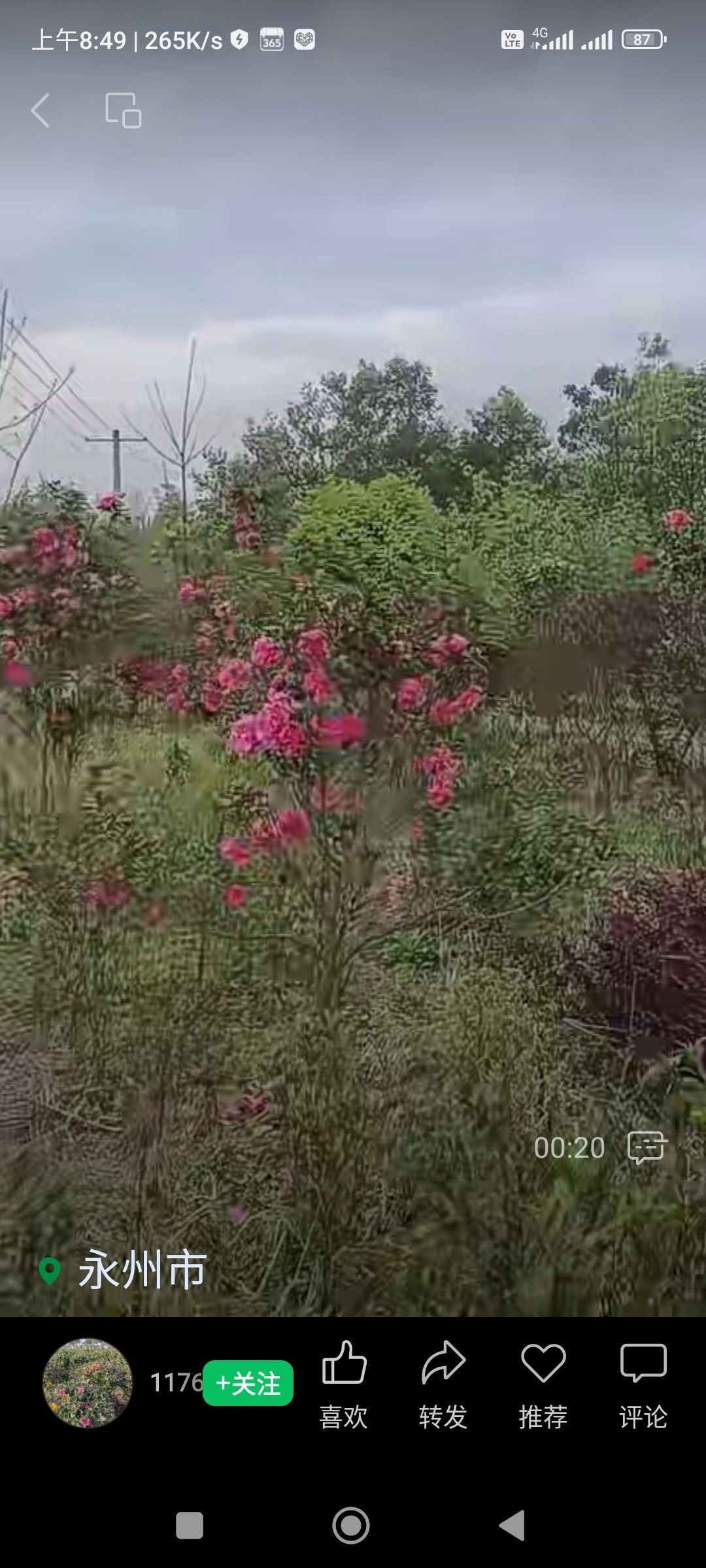 各种大桂花树帮忙找树组货