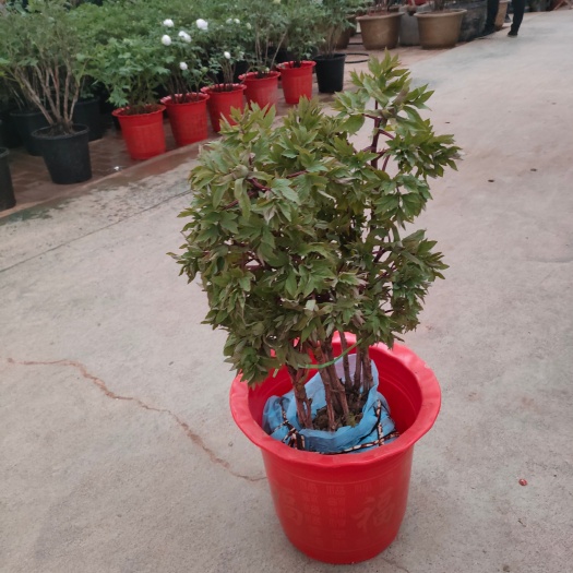 菏泽牡丹