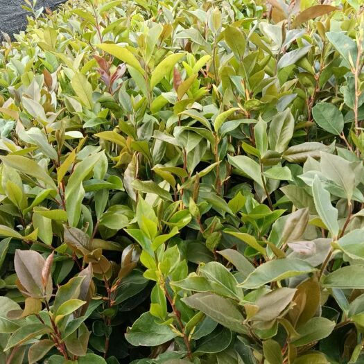 广州白花油茶小苗