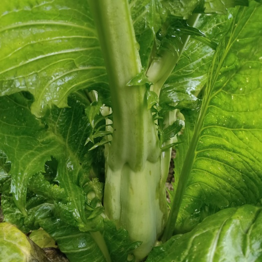 株洲不頭菜