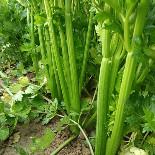 扶沟县芹菜西芹十万斤量冷库菜