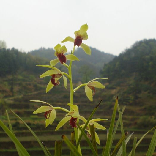 沅陵县蕙兰红素红舌，青干红舌