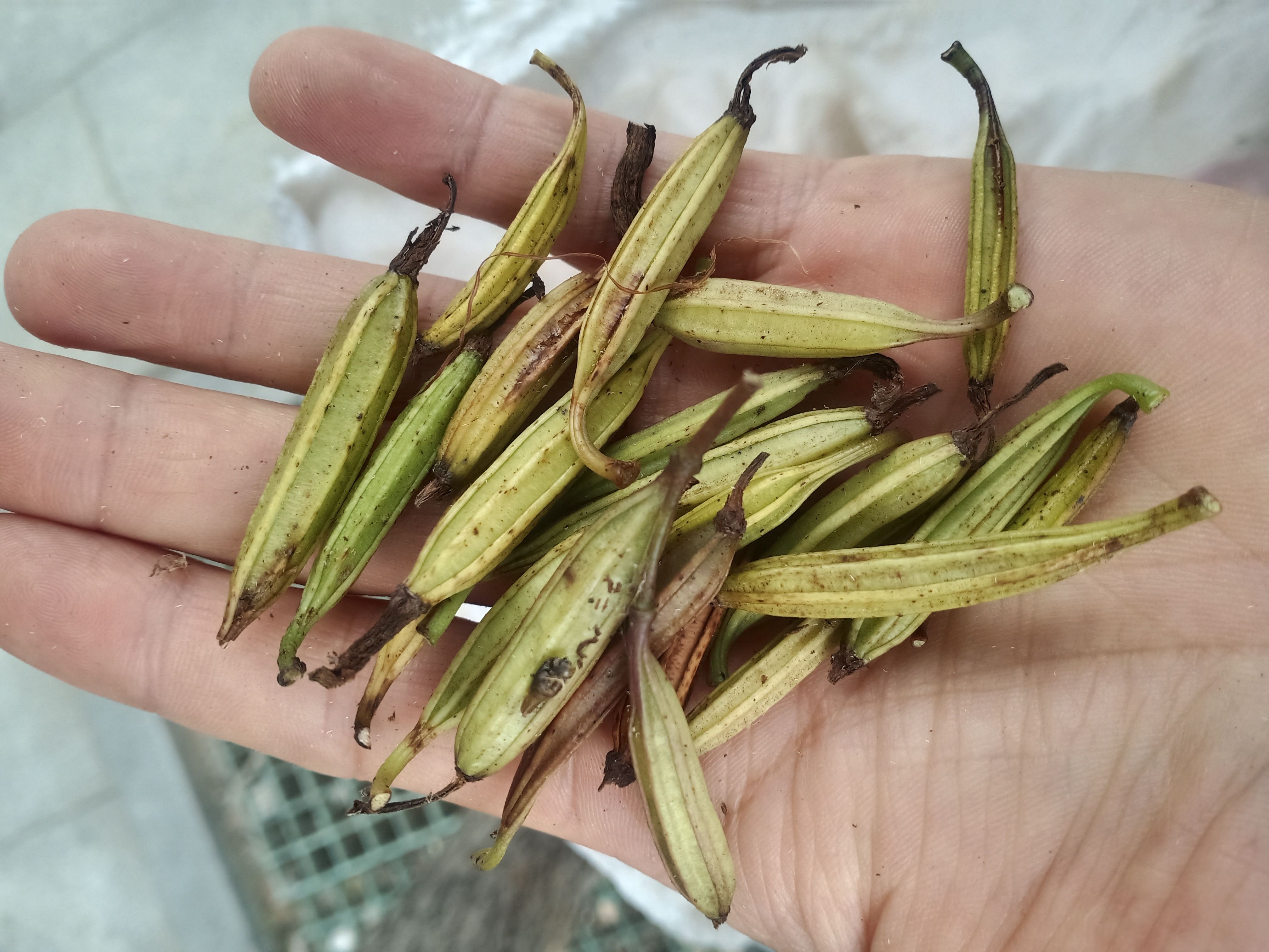 白芨种子 纯紫花宽叶大白芨 果夹