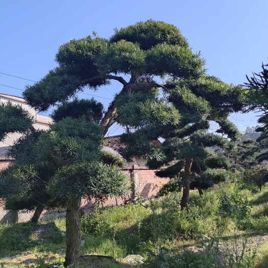 罗汉松造型支持现场看货