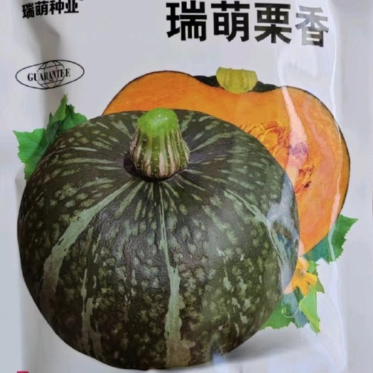 绵阳板栗南瓜种子香栗南瓜种子栗香南瓜种子贝贝南瓜种子青栗南瓜种子