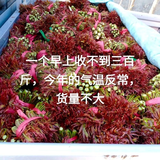 永济市山西永济露天大地红油香椿大量上市