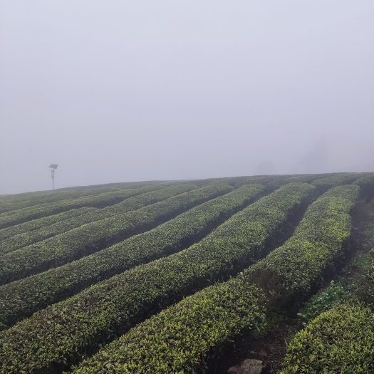 都匀市都匀毛尖茶
