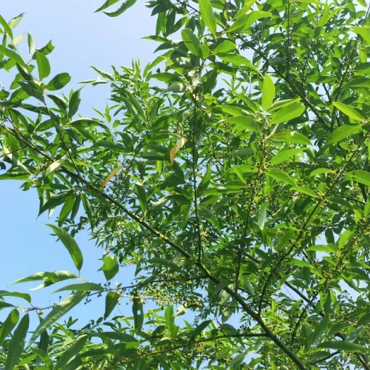 耒阳市木姜子/山苍子/山胡椒