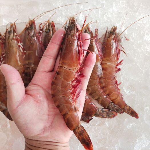 琼海市斑节虾 红角虾-活体极冻红角虾-海南活体极冻海虾