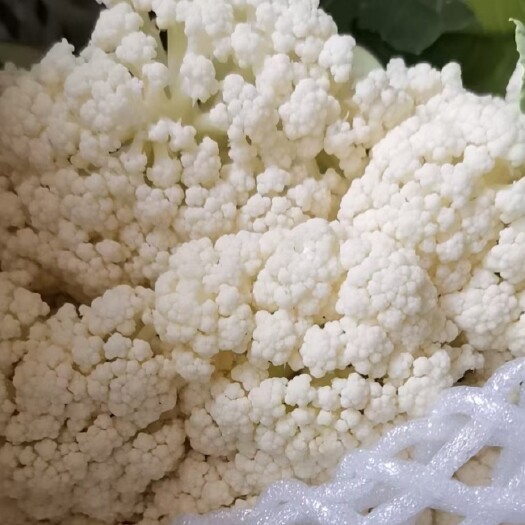 单县白花菜花