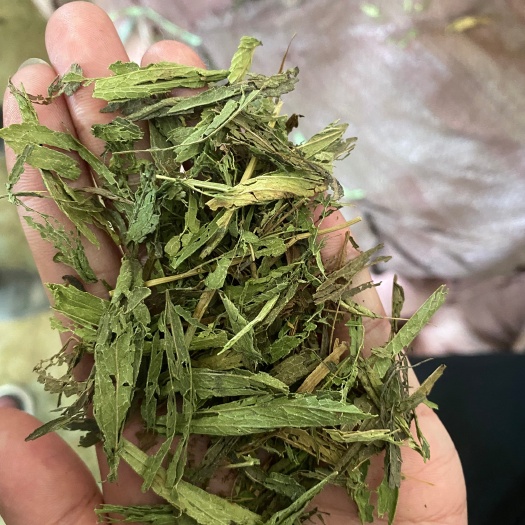 甜叶菊