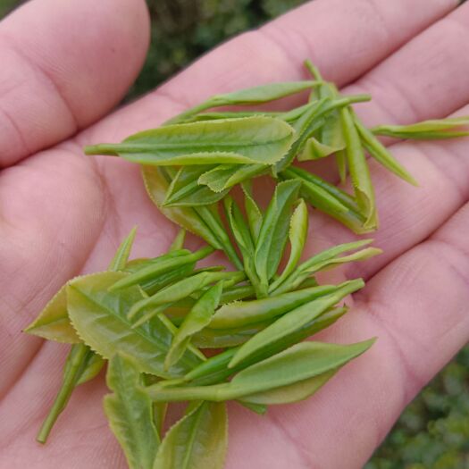 金溪县自产自销新白茶