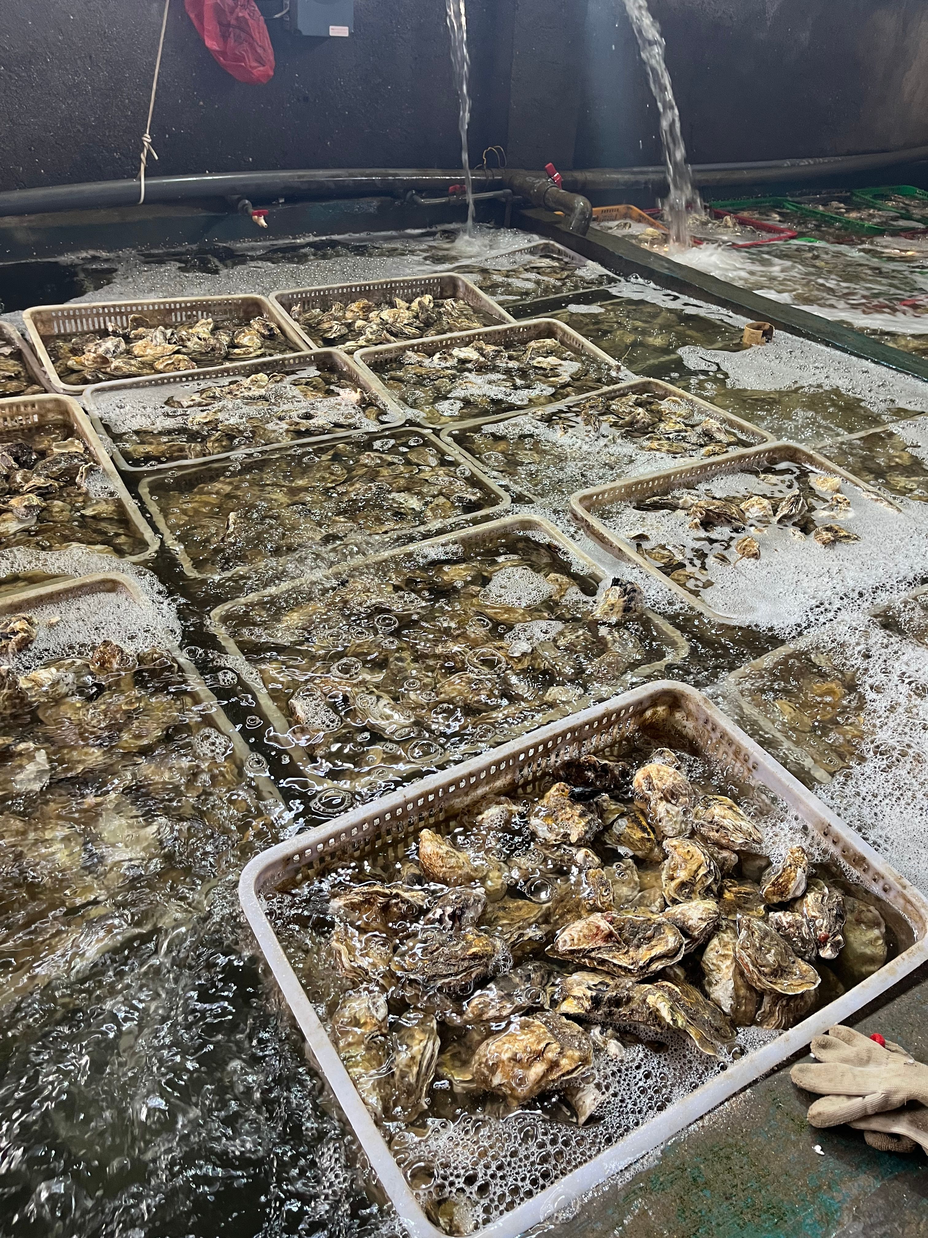 生蚝 蚝 【海头厂家】丘马蚝 乳山蚝 福建蚝 大生蚝 小生蚝