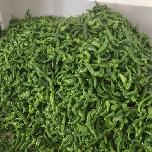 钦州各种辣椒，大量货源