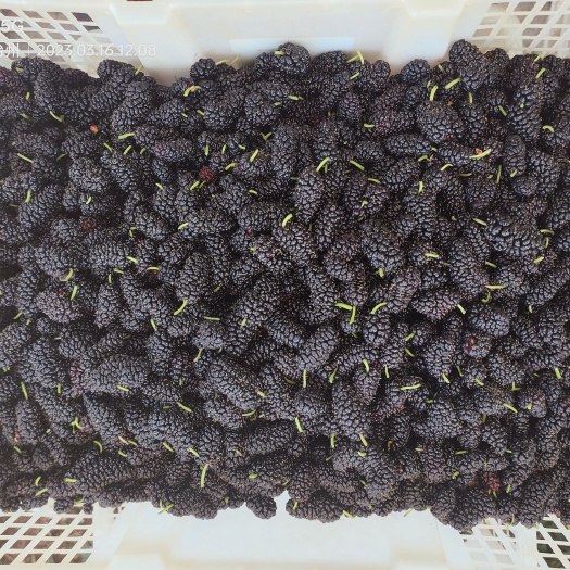 德昌县鲜果桑葚
