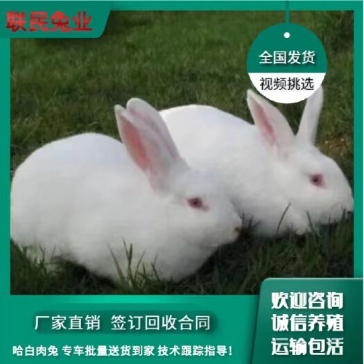 嘉祥县哈白肉兔  专车批量送货到家  技术跟踪指导！