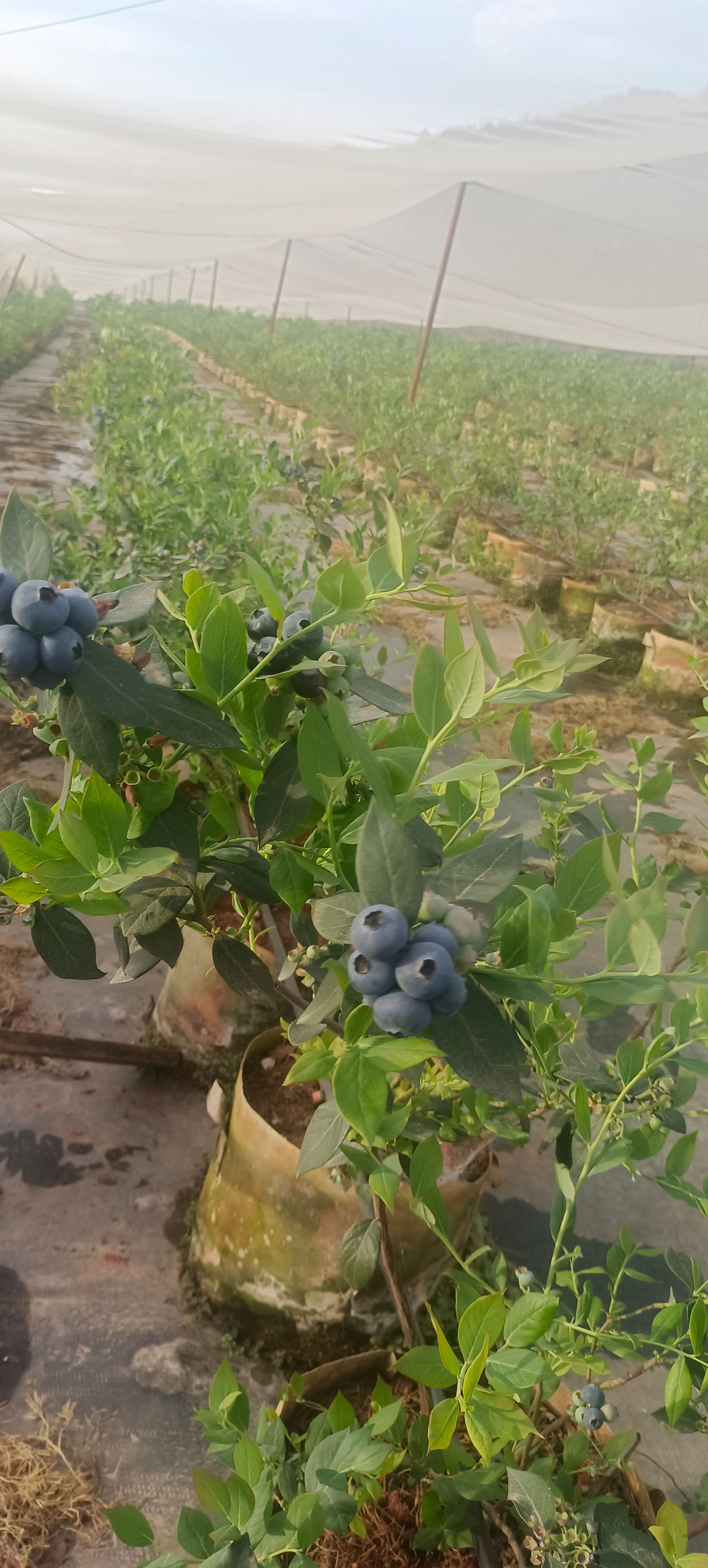 蓝莓大苗（优瑞卡）