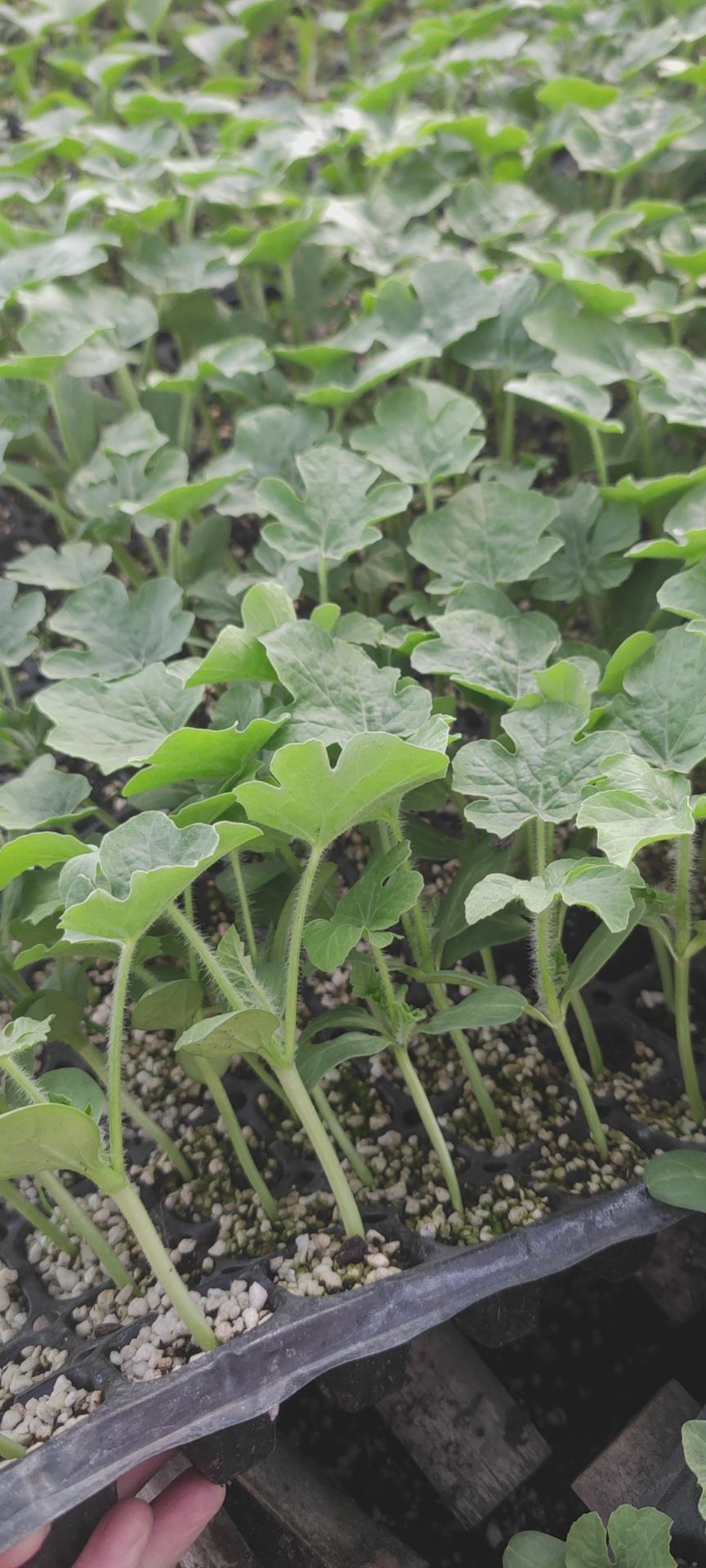 直播甜王西瓜苗 短椭圆形西瓜苗 西瓜直生苗 自根甜王西瓜苗