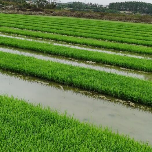 陆丰市自己种植的农家丝苗米，无抛光，打蜡参陈米，