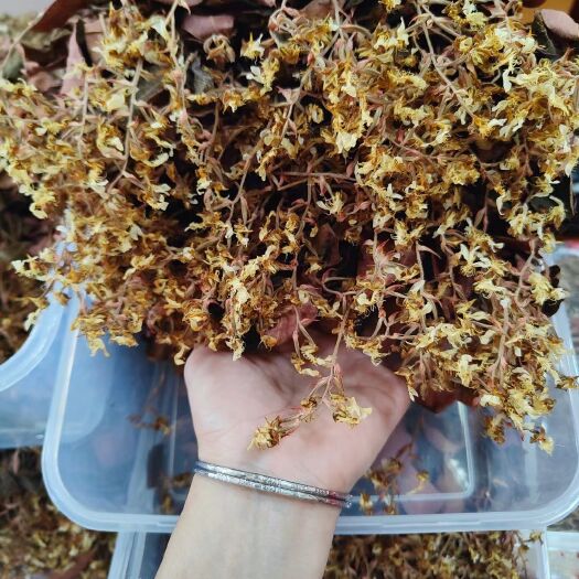 南靖县金线莲开花干品，林下种植18个月，颗颗开花