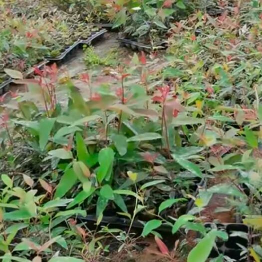 钟山县广西优质桉树苗，速生桉树苗  桉树苗批发  29号一级苗